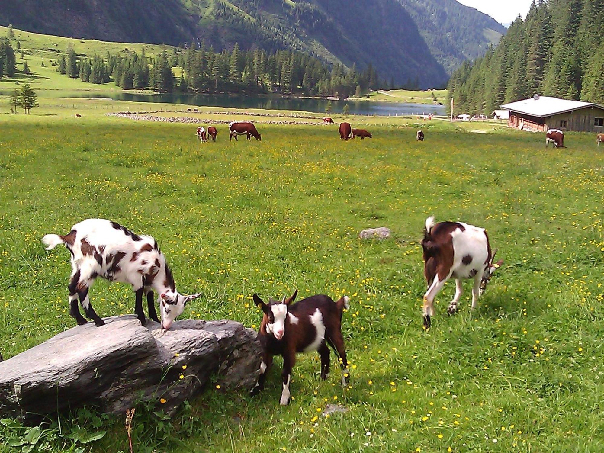 Ferienhaus Gerlinde II Kaprun Extérieur photo